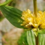 Genziana abruzzese