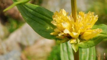 Genziana abruzzese