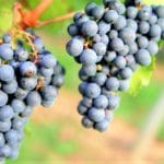 Montepulciano d'Abruzzo