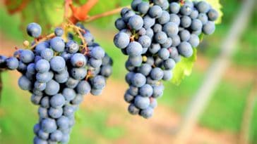 Montepulciano d'Abruzzo
