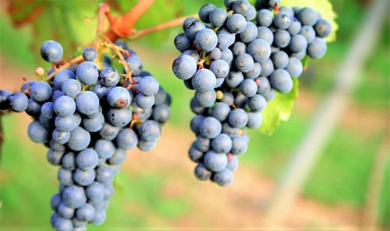 Montepulciano d'Abruzzo