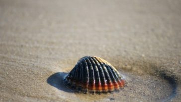 Spiagge d'Abruzzo