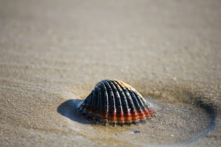 Spiagge d'Abruzzo