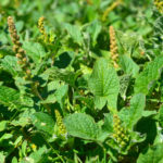 Gnocchetti con gli orapi