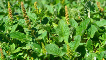 Gnocchetti con gli orapi