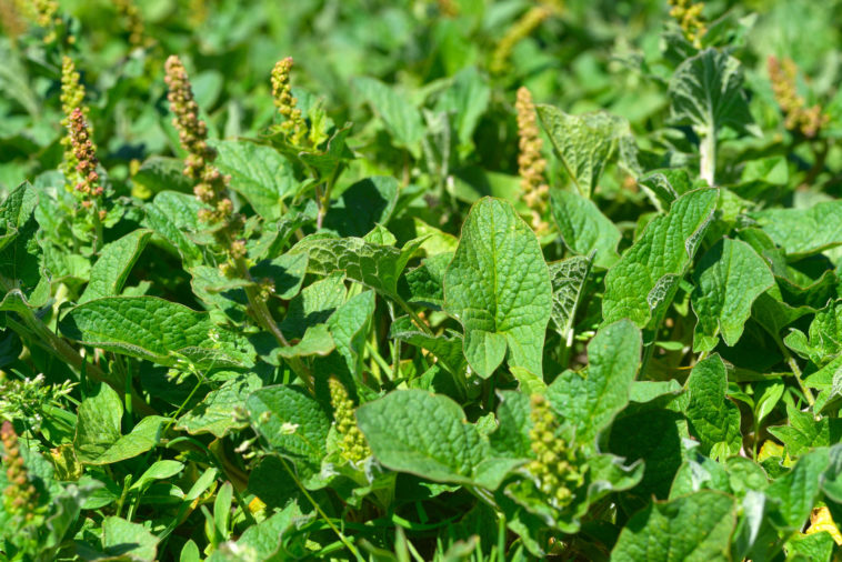 Gnocchetti con gli orapi