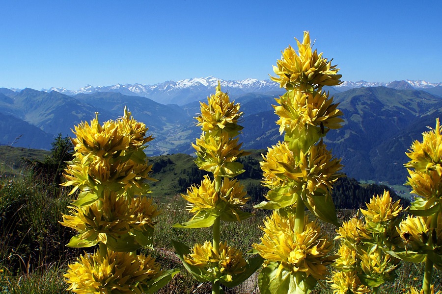 La Genziana