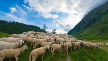 Transumanza in Abruzzo