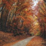 Foliage in Abruzzo