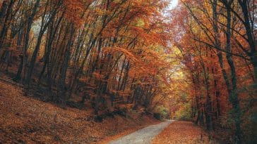 Foliage in Abruzzo
