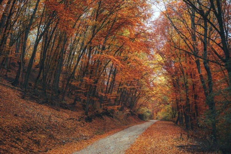 Foliage in Abruzzo