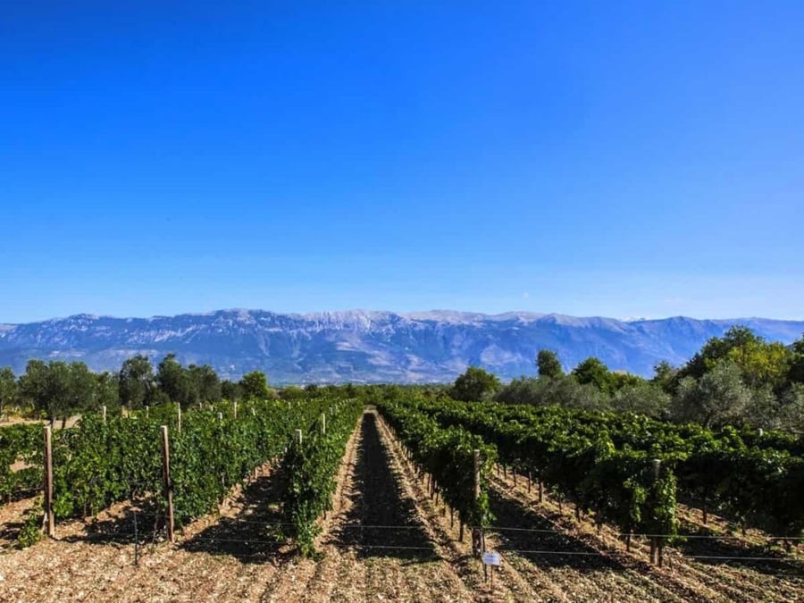 Vigneti abruzzesi