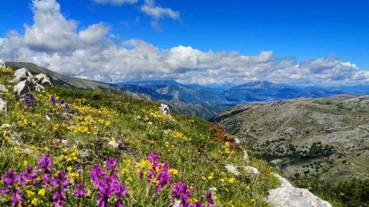 Fioriture Abruzzo 900